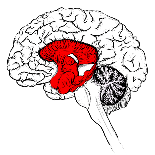 Illustration cross section of a human brain, with the Limbic system highlighted in red.